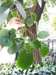 Erythrina poeppigiana