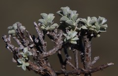 Helichrysum lucilioides