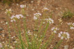Allium polyrhizum