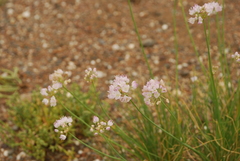 Allium polyrhizum