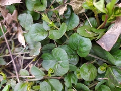 Lysimachia nummularia