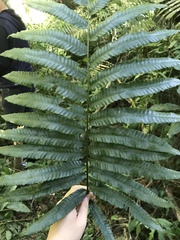 Bolbitis angustipinna