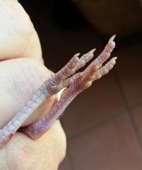 Turnix sylvaticus lepurana