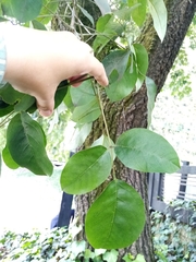 Erythrina poeppigiana