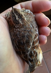 Turnix sylvaticus lepurana