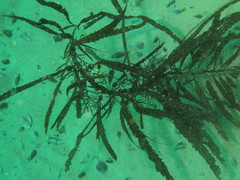 Anthophycus longifolius