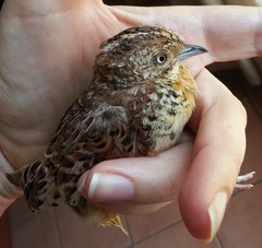 Turnix sylvaticus lepurana