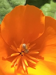 Lasioglossum sisymbrii