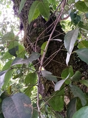 Erythrina poeppigiana