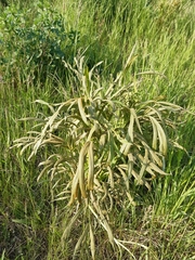 Puccinia sii-falcariae