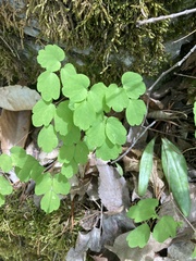 Thalictrum clavatum