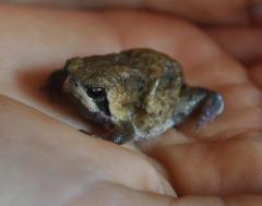 Breviceps mossambicus