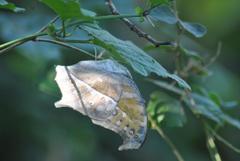 Protogoniomorpha parhassus