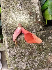 Erythrina poeppigiana