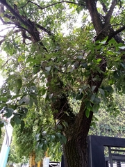 Erythrina poeppigiana