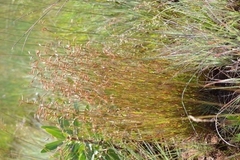 Monocymbium ceresiiforme