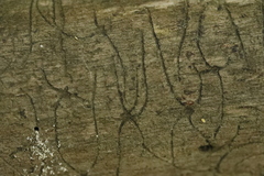 Pityogenes chalcographus