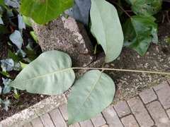 Erythrina poeppigiana