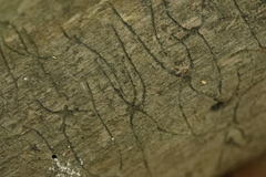 Pityogenes chalcographus