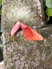 Erythrina poeppigiana