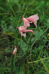 Gladiolus mortonius