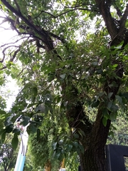 Erythrina poeppigiana