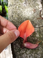 Erythrina poeppigiana