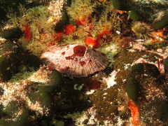 Scutellastra tabularis