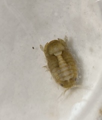 Sphaeroma quadridentatum