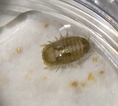 Sphaeroma quadridentatum