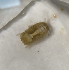 Sphaeroma quadridentatum