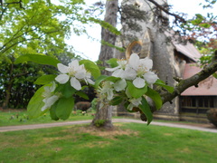Malus × zumi