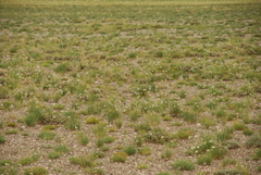 Allium polyrhizum