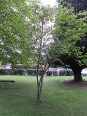 Malus × zumi
