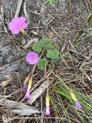 Oxalis eckloniana-nidulans