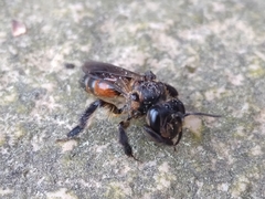 Andrena florea
