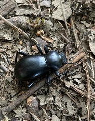 Eleodes grandicollis