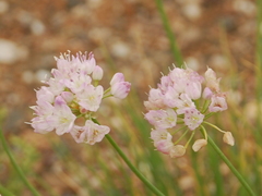 Allium polyrhizum