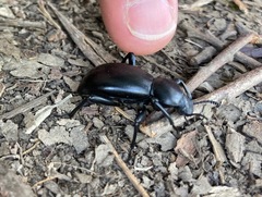 Eleodes grandicollis