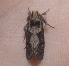 Acrolophinae