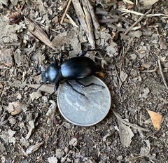 Eleodes grandicollis