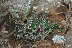 Euphorbia stellata