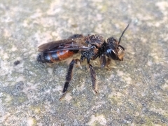 Andrena florea