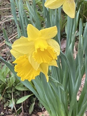 Narcissus