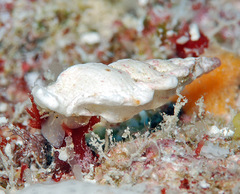 Aspella ponderi