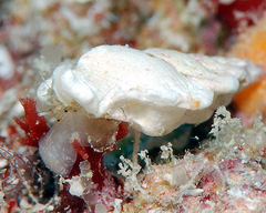 Aspella ponderi