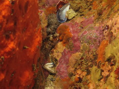 Chalaroderma ocellata