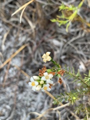Lachnaea filicaulis