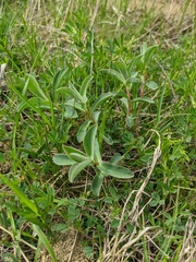 Cerinthe minor