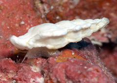 Aspella ponderi
